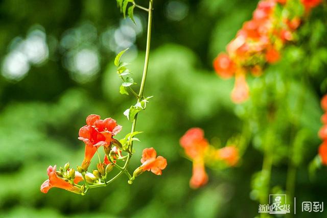 初夏若雨等花开，花开盛景待你赏