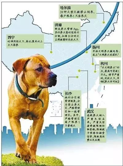 杭州最新养狗规定，文明养犬新篇章开启