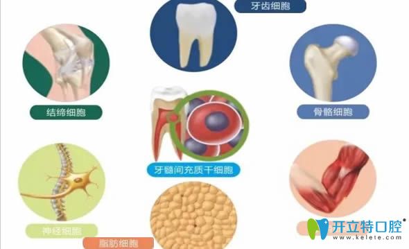 最新牙齿再生技术，重塑微笑的未来之梦