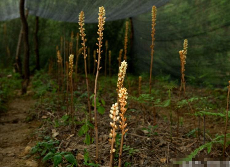 土豆最新价格行情走势深度解析