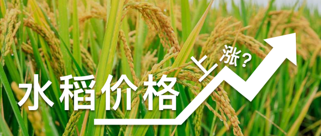 最新稻谷价格走势动态分析