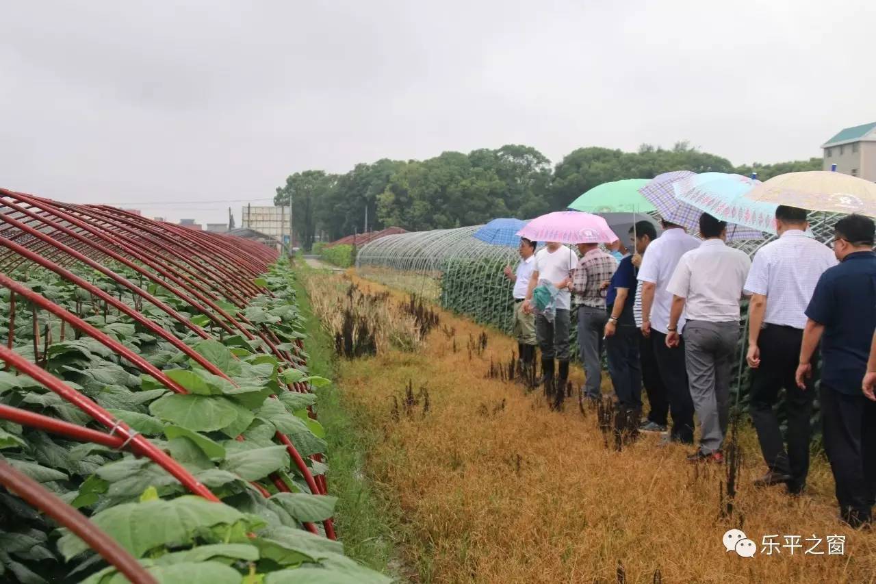 乐平市农业农村局新项目推动农业现代化助力乡村振兴