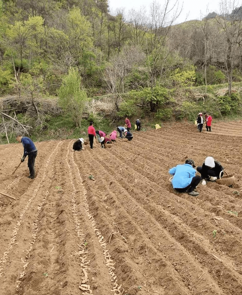 福绵区农业农村局新项目推动农业现代化，乡村振兴再添新动力